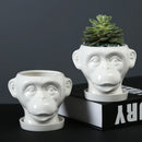 Axya Ceramic Flowerpot for Succulents & Green Plants – Hericium Shape Vase & Desktop Decoration