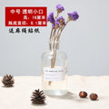 Axyaa Nordic Glass Vase, Hydroponic Terrarium for Modern Home Decor