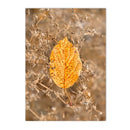 Nordic Maple Leaf Wall Art Print by Axyaa for Modern Living Room Decor