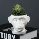 Axya Ceramic Flowerpot for Succulents & Green Plants – Hericium Shape Vase & Desktop Decoration