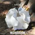 Axyaa Ceramic Artistic Vase for Flowers and Hydroponics