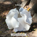 Axyaa Ceramic Artistic Vase for Flowers and Hydroponics