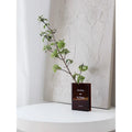 Axyaa Acrylic Flower Book Vase: Artistic Home Decor with Cultural Flair