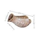 Axyaa Ceramic Conch Sushi Plate Set