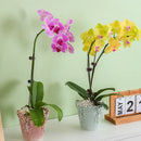 Axyaa Ceramic Flower Pots with Relief Pattern for Succulents and Home Decor