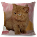 Axyaa British Shorthair Russian Blue Cat Cushion Cover - Cute Pet Animal Pillowcase