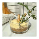 Axyaa Circular Hammer Glass Bowl Set - Dessert Salad Candy Plate with Vertical Stripes