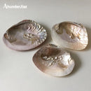 Axya Shell Jewelry Storage Tray, Photography Props & Home Decor Ornaments
