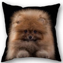 Axyaa Pomeranian Dog Pillowcase Cotton Linen Square Zipper 45X45cm Wedding Decor Pillow cover