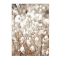 Axyaa Beige Dandelion Bunny Tail Grass Canvas Art Print Nordic Flower Poster