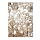 Axyaa Beige Dandelion Bunny Tail Grass Canvas Art Print Nordic Flower Poster