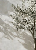 Elegant Olive Tree & Lemon Canvas Poster for Dormitory Home Decor by Axyaa.