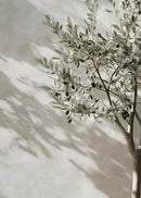Elegant Olive Tree & Lemon Canvas Poster for Dormitory Home Decor by Axyaa.