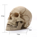 Axyaa Human Skull Statue Resin Figurine Home Decor Halloween Medical Teaching Model