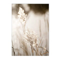 Axyaa Beige Bunny Tail Grass Pampas Reed Wall Art Print & Decor