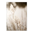 Axyaa Beige Bunny Tail Grass Pampas Reed Wall Art Print & Decor
