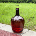 Axyaa Glass Vase: Big Belly Flower Arrangement Hydroponics Home Decoration