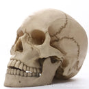 Axyaa Human Skull Statue Resin Figurine Home Decor Halloween Medical Teaching Model