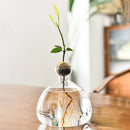 Axyaa Avocado Hydroponic Vase Seed Growing Container Pot