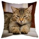 Axyaa Cat Design Sofa Cushion Cover 45x45cm