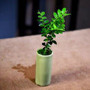 Axyaa Mini Ice Crack Glaze Succulent Pot - Small Straight Ceramic Flower Pot