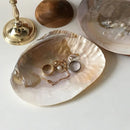 Axya Shell Jewelry Storage Tray, Photography Props & Home Decor Ornaments