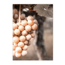 Axyaa Wine Vineyard Wall Art Canvas Print - Nordic Living Room Decor