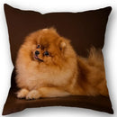 Axyaa Pomeranian Dog Pillowcase Cotton Linen Square Zipper 45X45cm Wedding Decor Pillow cover