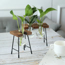 Axyaa Wooden Frame Hydroponic Glass Bulb Vase Planter for Home Decor