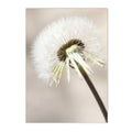 Peony Rose Dandelion Botanical Flower Canvas Art Print - Axyaa Nordic Wall Poster Art
