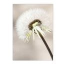 Peony Rose Dandelion Botanical Flower Canvas Art Print - Axyaa Nordic Wall Poster Art