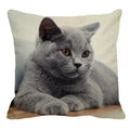 Axyaa British Shorthair Cat Pillow Cover 45X45cm Square Cushion