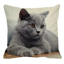 Axyaa British Shorthair Cat Pillow Cover 45X45cm Square Cushion