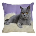 Axyaa British Shorthair Cat Pillow Cover 45X45cm Square Cushion