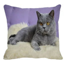 Axyaa British Shorthair Cat Pillow Cover 45X45cm Square Cushion