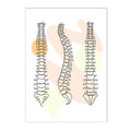 Axyaa Human Anatomy Skeleton Canvas Wall Art for Medical Office Decor
