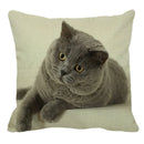 Axyaa British Shorthair Cat Pillow Cover 45X45cm Square Cushion