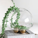 Axyaa Clear Glass Geometric Vase with Golden Ball - Home Decor Floral Arrangement Accessories