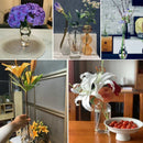 Axyaa Transparent Glass Zen Vase for Living Room Decor and Hydroponic Plants