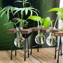 Axyaa Wooden Frame Hydroponic Glass Bulb Vase Planter for Home Decor