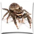 Axyaa Spider & Butterfly Print Decorative Pillow Case for Home Decor