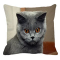 Axyaa British Shorthair Cat Pillow Cover 45X45cm Square Cushion