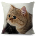 Axyaa Fold Ear Cat Pillow Covers - Set of 2 Cute Pet Pillowcases