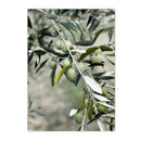 Axyaa Green Leaves Indoor Plants Wall Art Print for Living Room Decor