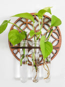 Axyaa Wooden Circle Wall Planters with 3 Test Tubes