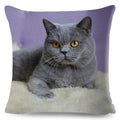 Axyaa British Shorthair Russian Blue Cat Cushion Cover - Cute Pet Animal Pillowcase