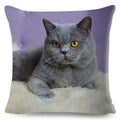 Axyaa Cat Pet Animal Cushion Cover - Cute British Shorthair Russian Blue Pillowcase