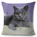 Axyaa Cat Pet Animal Cushion Cover - Cute British Shorthair Russian Blue Pillowcase