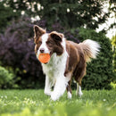 Axyaa Smart Rolling Ball Pet Toy - Interactive USB Charging Training Ball