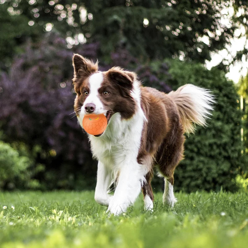 Axyaa Smart Rolling Ball Pet Toy - Interactive USB Charging Training Ball
